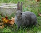 Любопытный и элегантный серый кролик в саду